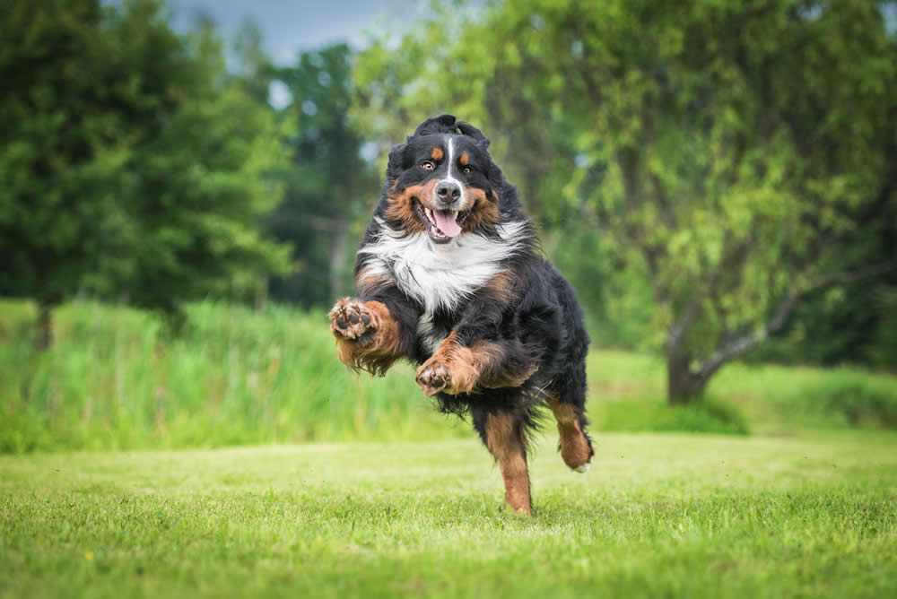 Bernese Mountain Dog jumping and thriving on a plant-based diet