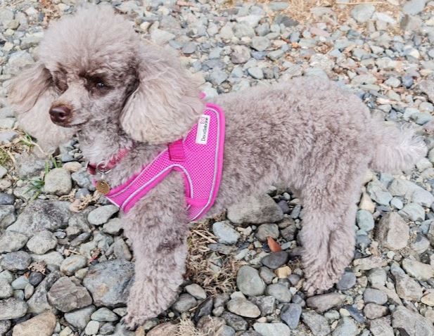 Toy Poodle Betsie