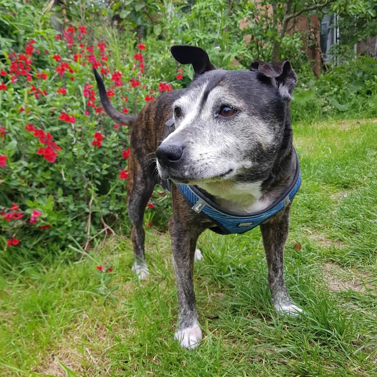 Staffy Betty Survived Lymphoma on Plant-Based Dog Food Diet