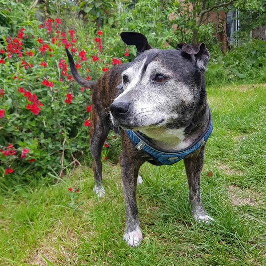 Betty the Staffy Survived Lymphoma!