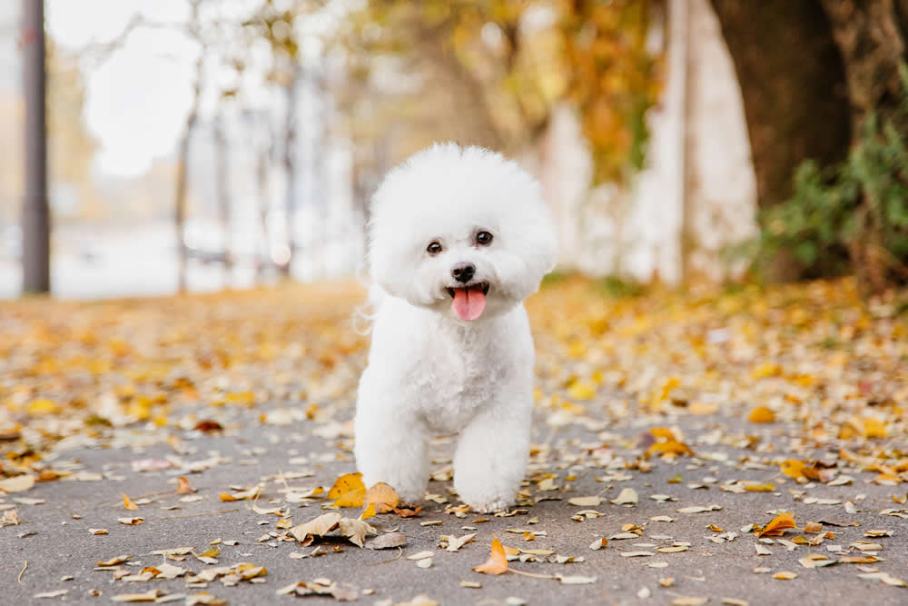 Bichon Frise and autumn leaves