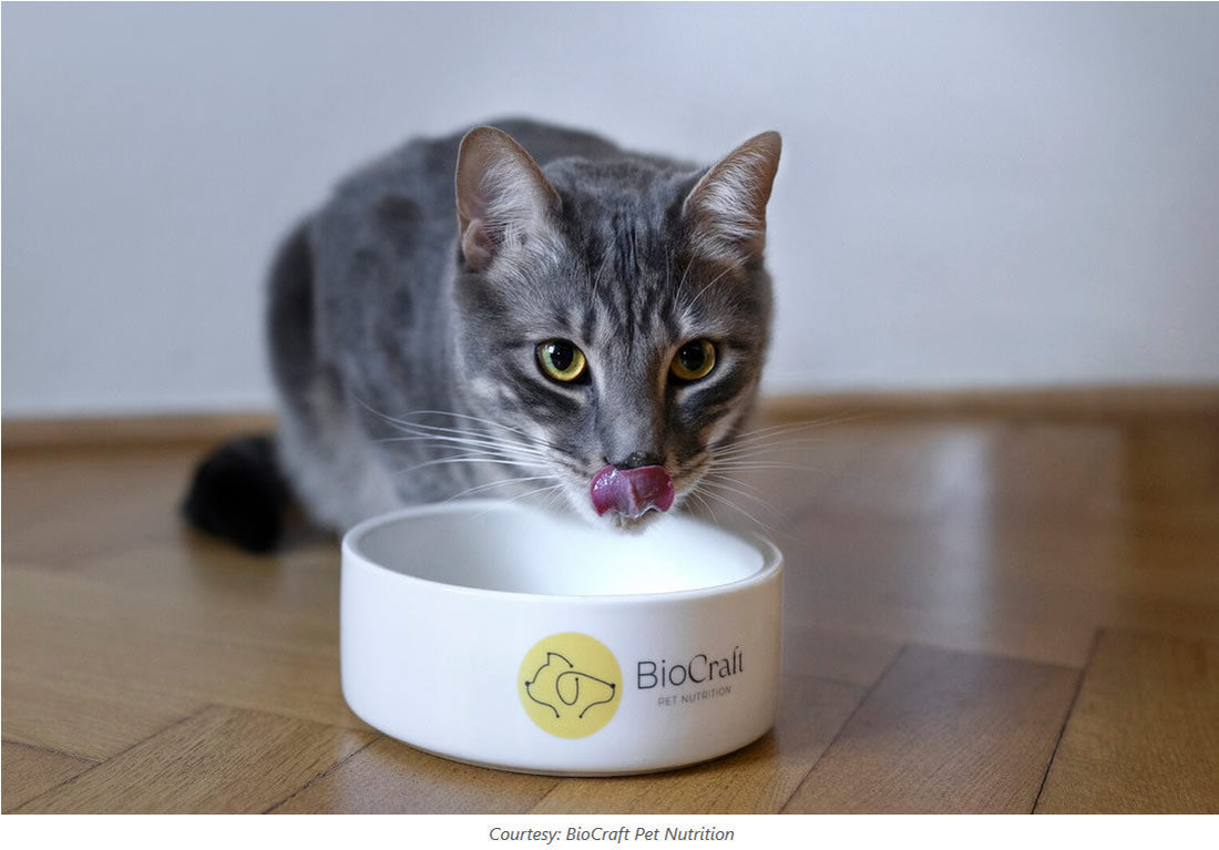 Biocraft cat food makes mouse mousse