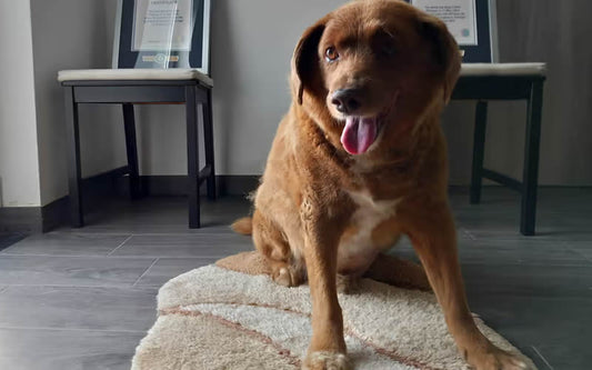 Oldest living dog Bobi dies aged 31!