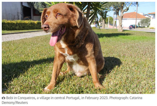 Bobi oldest living dog stripped of title as did not live to age of 31 as originally claimed!!