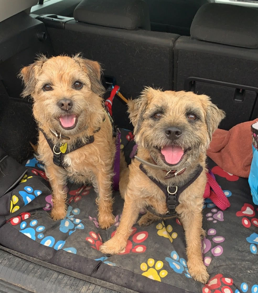 2 Border Terriers with CECS syndrome in boot of car who have to eat gluten-free dog food