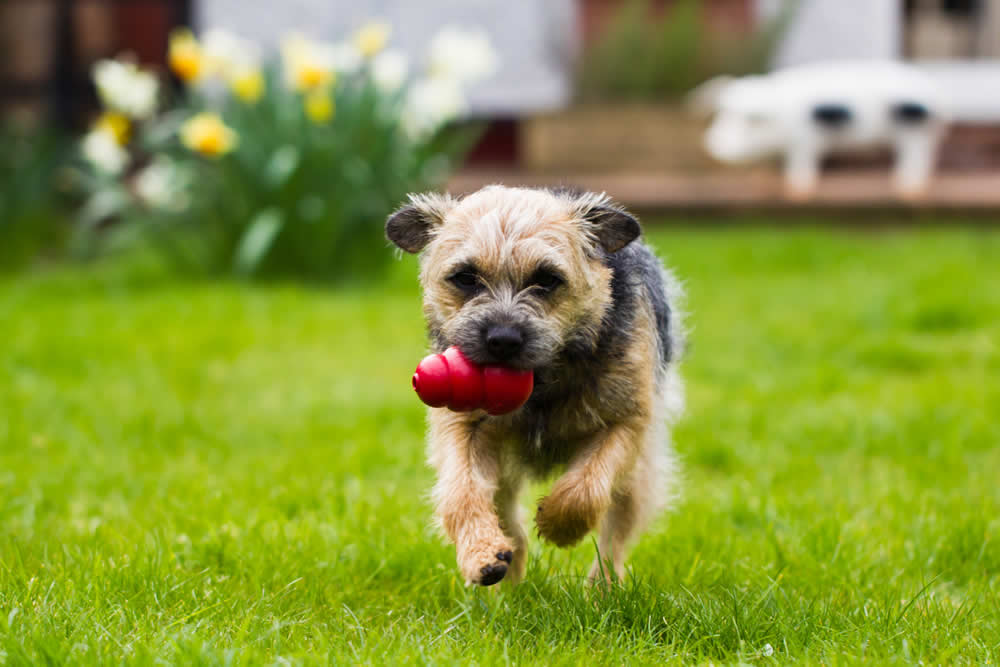 Border Terrier with red kong in its mouth eats a plant-based gluten-free diet