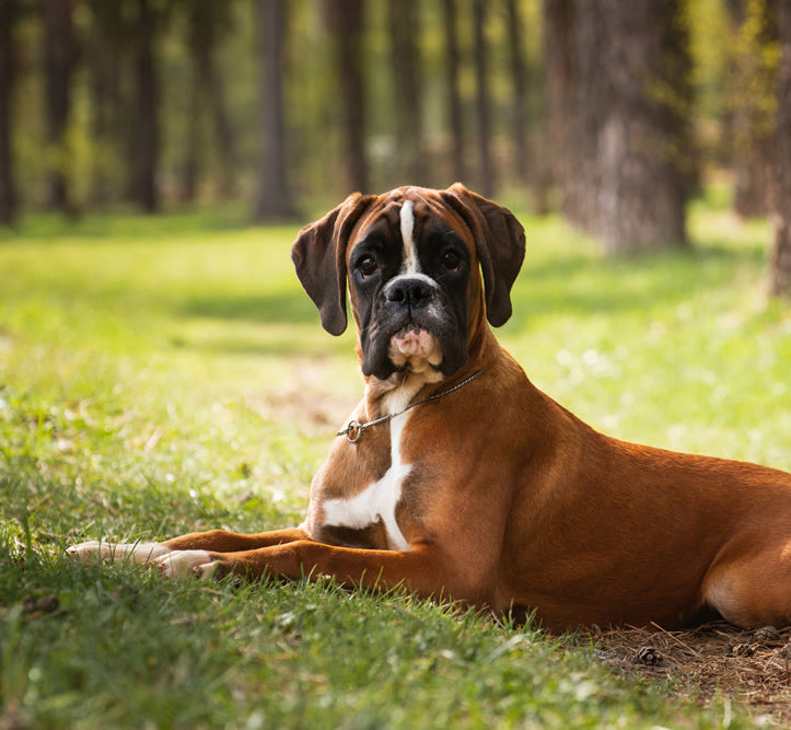 Boxer dog Zoey eats a vegan diet that has saved her life