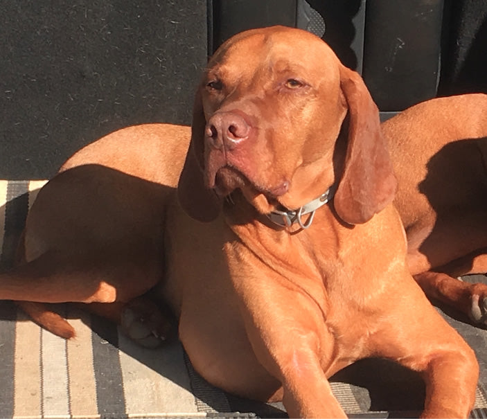 Vegan Vizsla Bracken who has cancer but 2 years survival