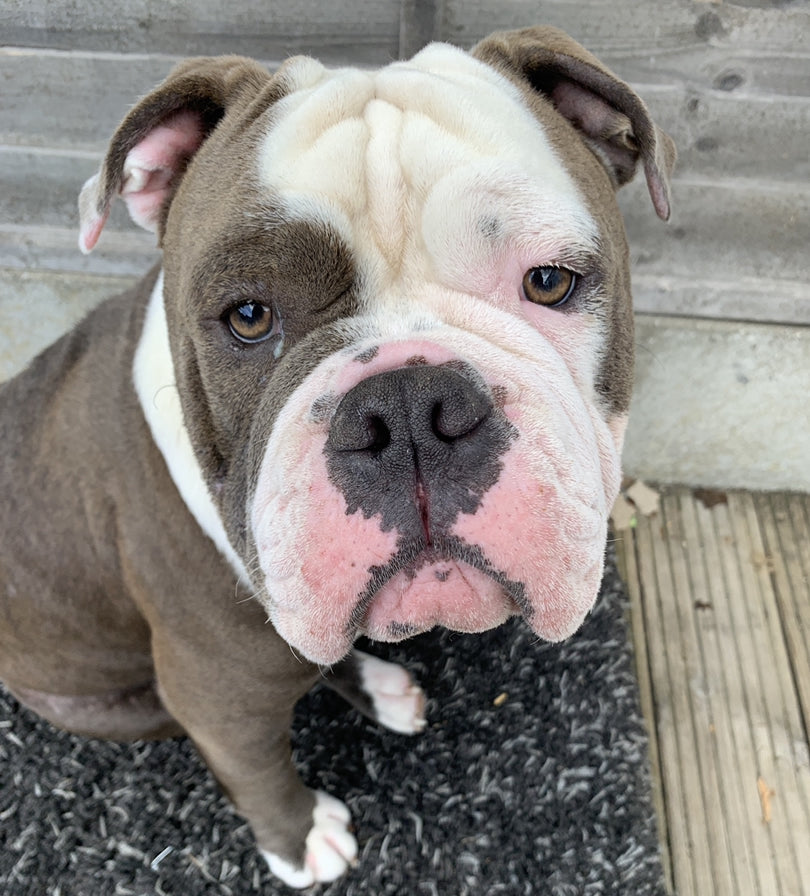 Buddy the vegan Bulldog whose life was saved transitioning to top vegan dog food Solo Vegetal