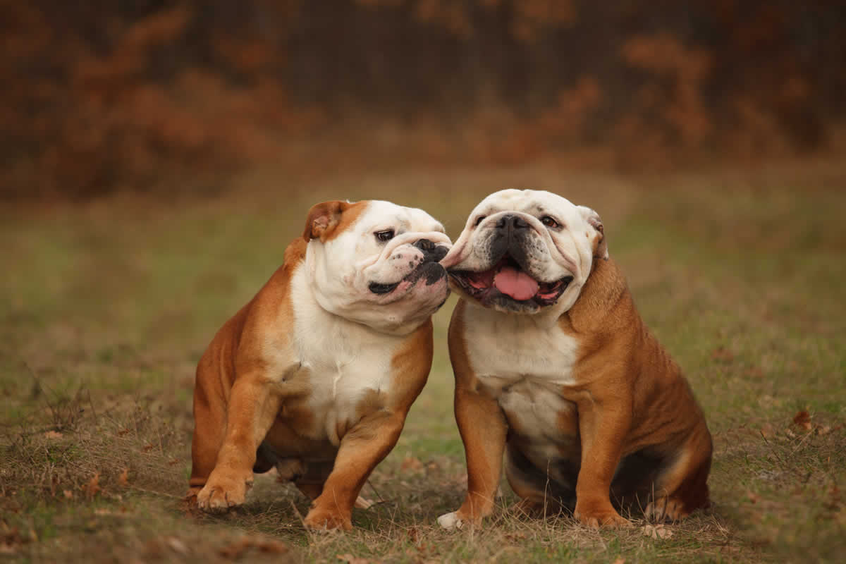 English Bulldogs do best on a plant-based diet