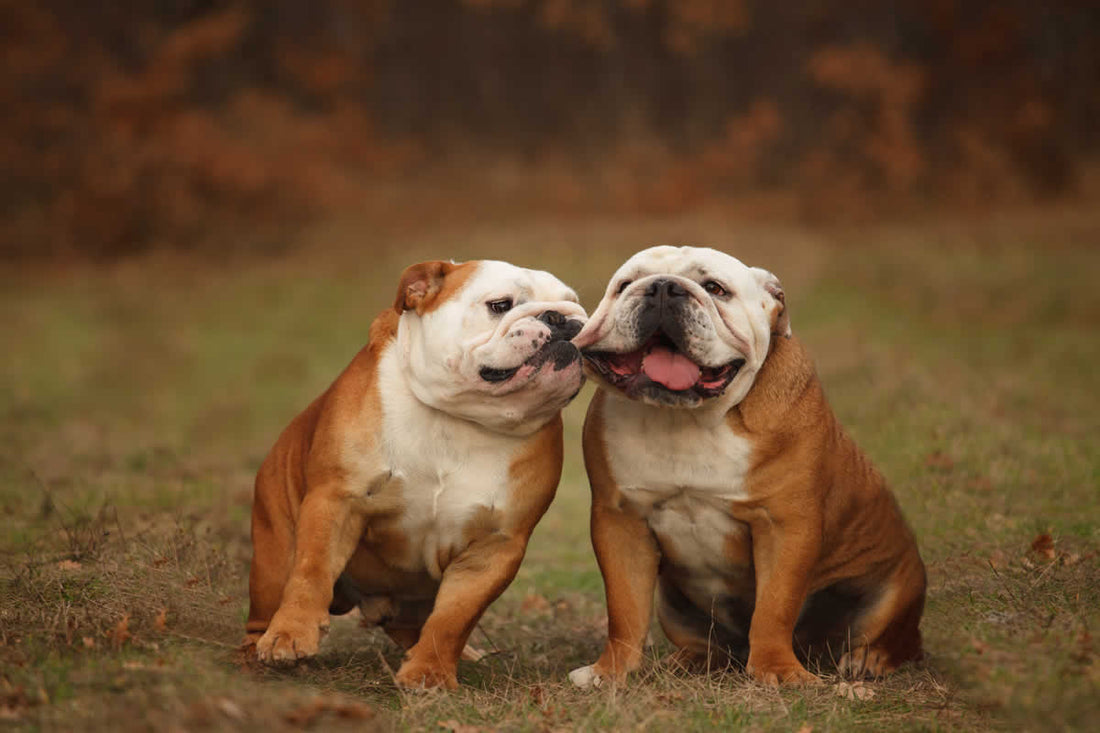 English Bulldogs do best on a plant-based diet