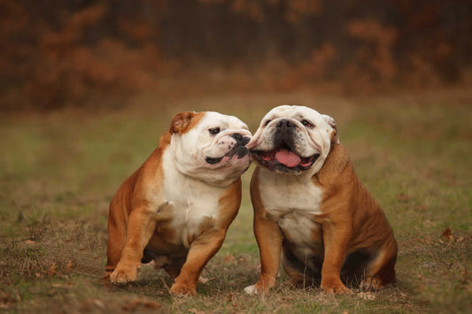 English Bulldogs do best on a plant-based diet