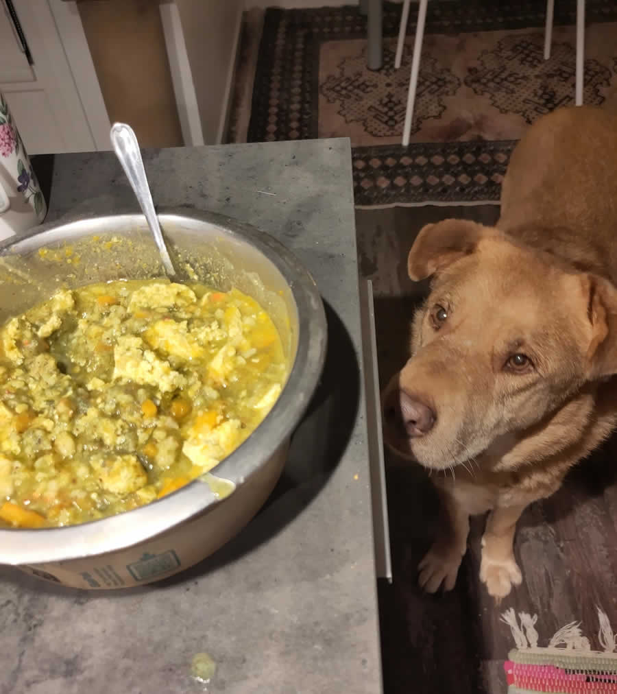 Rescue Caramelo and homemade plant-based food supporting his kidneys