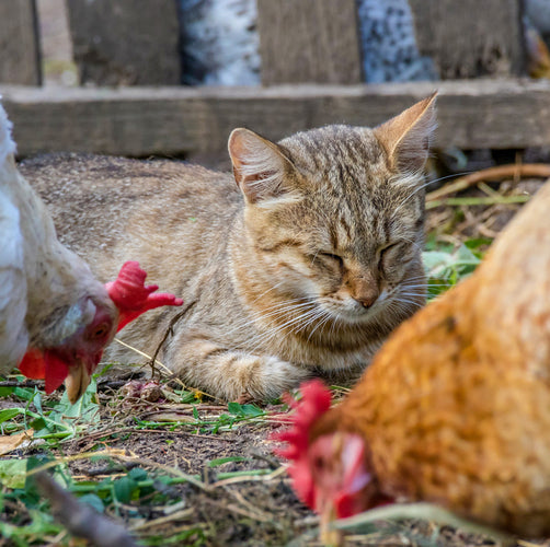 Celebrating Healthy Plant-Based Cats!