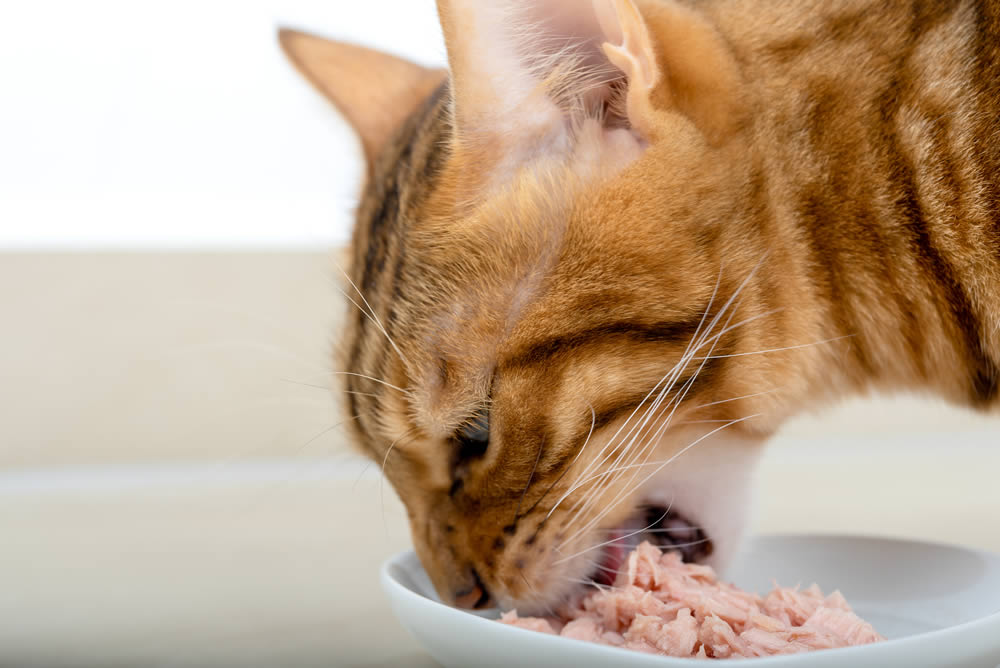 Our cats should NOT eat fish food!!