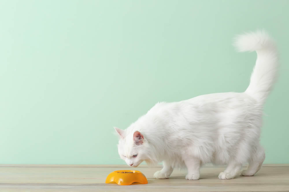 White cat sniffing plant powered cat food
