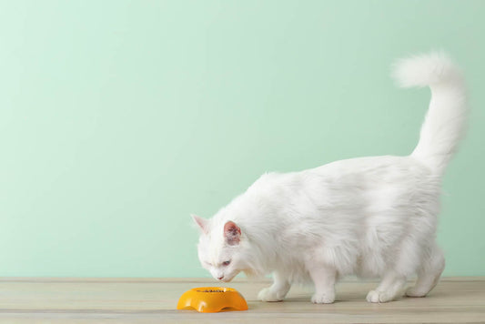 White cat sniffing plant powered cat food