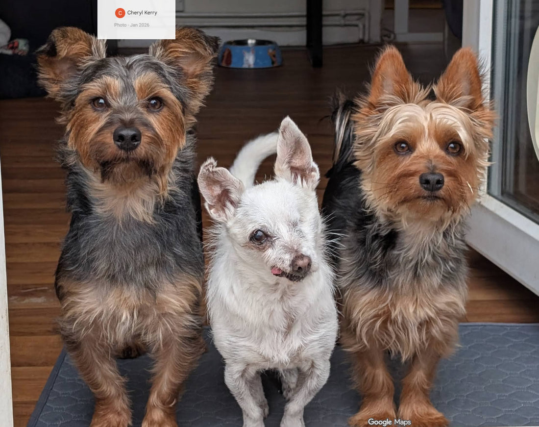 3 dogs transitioned to plant-based - one with no eye