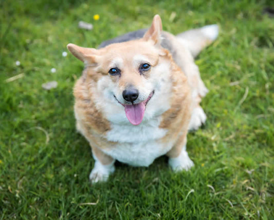 Overweight Corgi