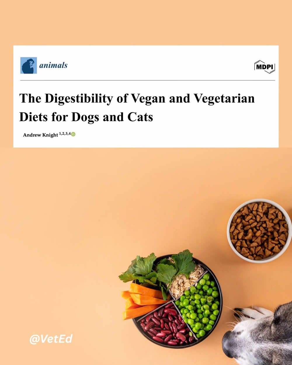 The Digestibility of Vegan and Vegetarian Diets for Dogs and Cats