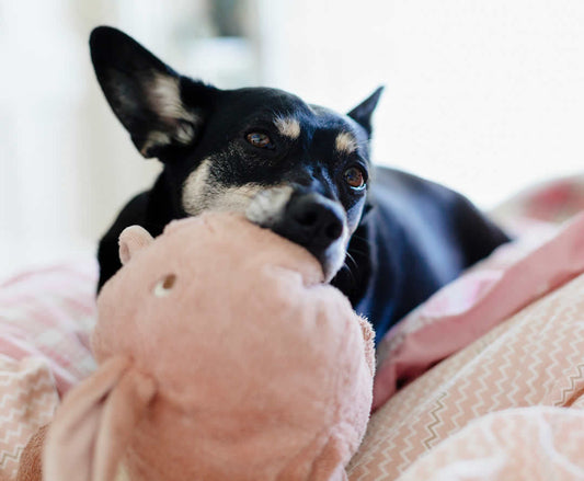 Dog chewing soft pink pig toy