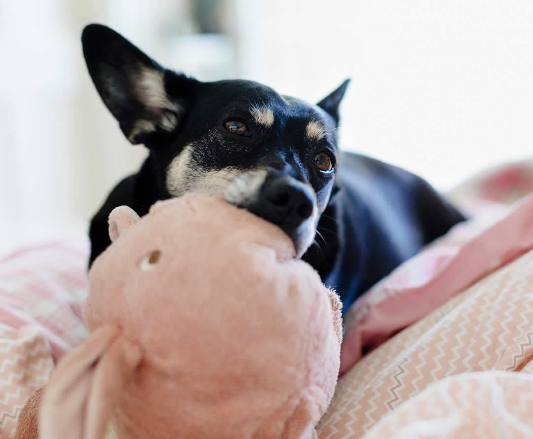 Dog chewing soft pink pig toy