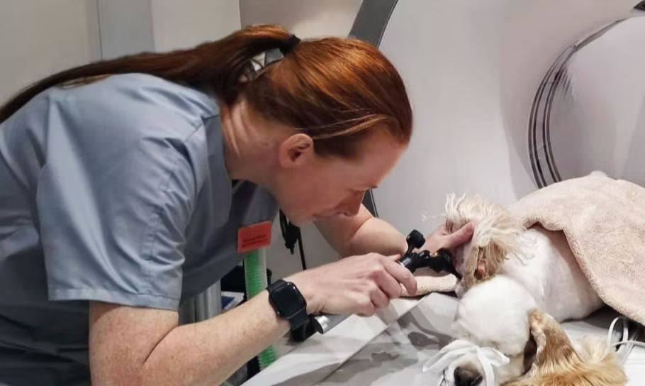 Dr Carly Mason Vet Dermatologist