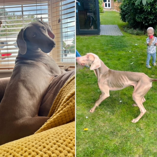 Weimaraner Duke has severe IBD until trying a plant-based diet