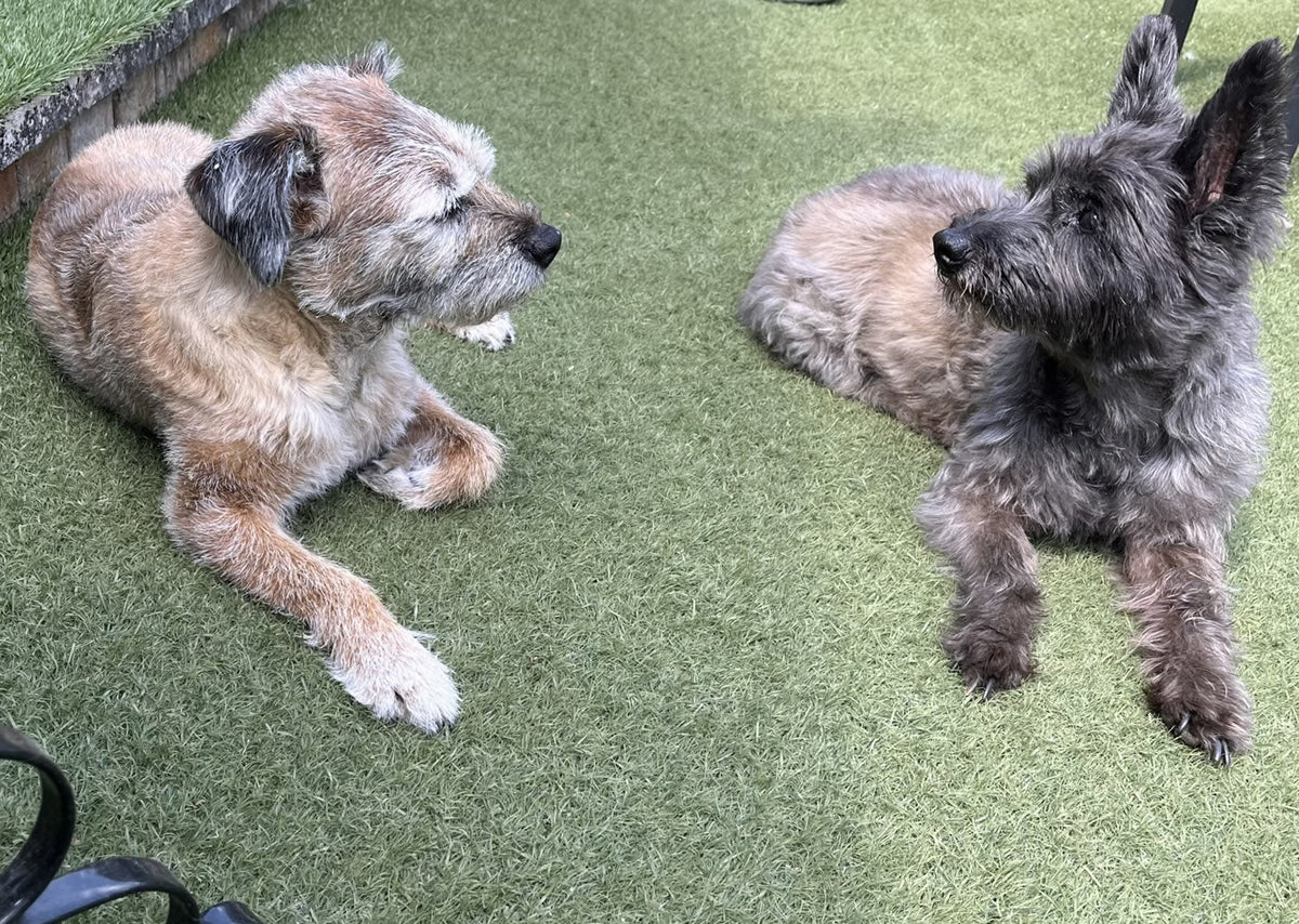 15 year old Cairn Terrier Elle and Maizy Border Terrier both plant-based