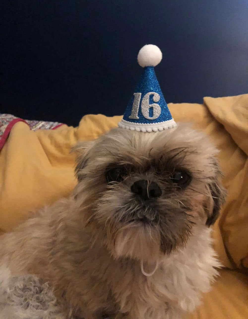 Shih-Tzu with 16 years party hat given 2 extra years to live on a plant-based diet!