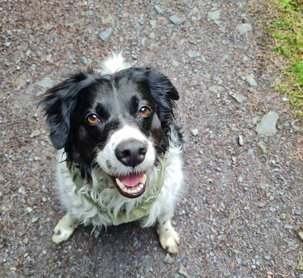 Rescue dog who transitioned from raw to Gentle Rosie
