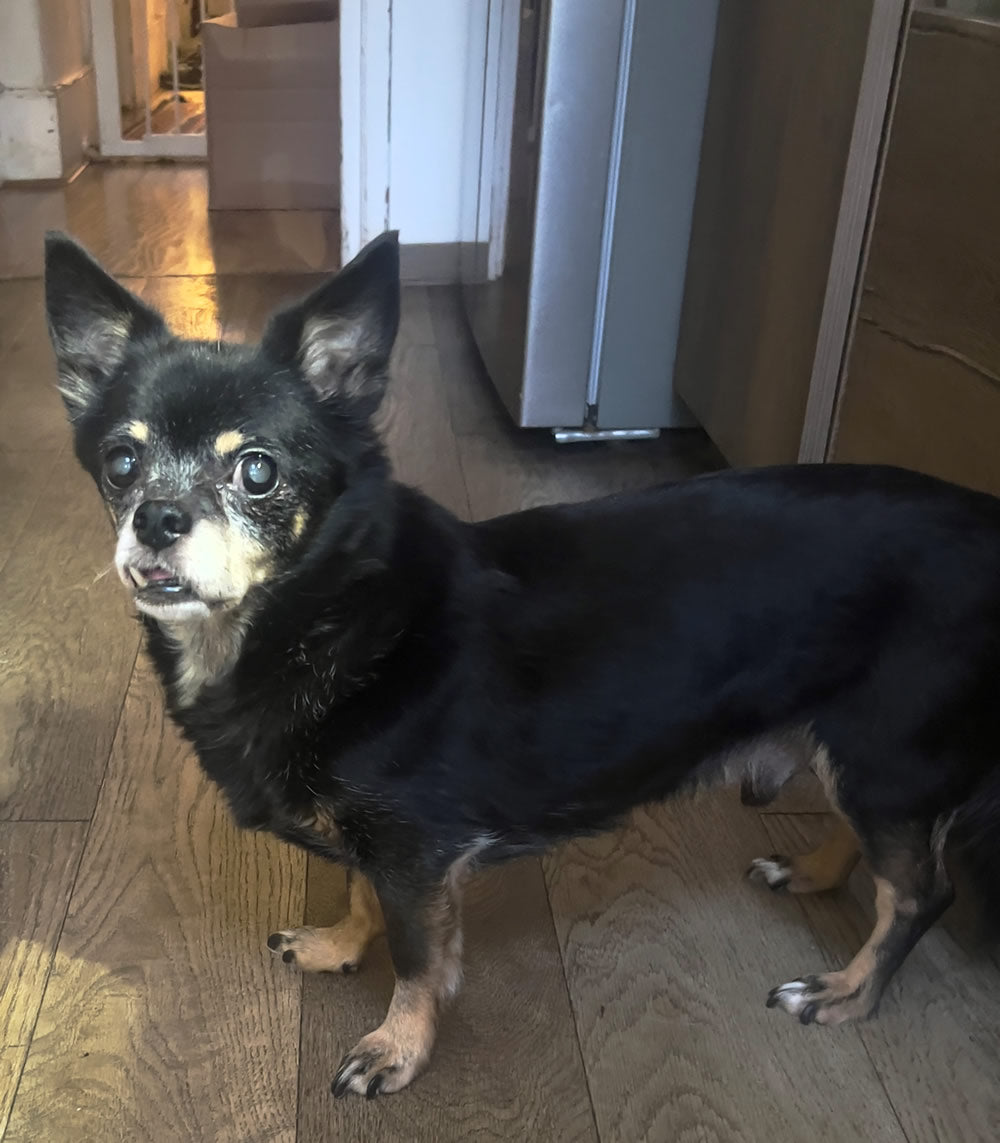 Fidel 17 year old Chihuahua