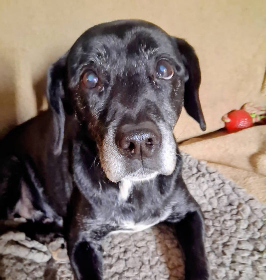 Elderly rescue Frankie still walks up to 9 miles a day eating Solo Vegetal