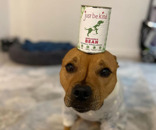 Give A Dog A Bean tin on head of vegan Staffy Sunshine