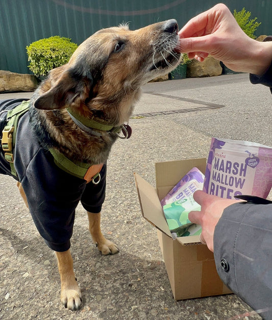Rescue dog Gambi eating Marshmallow Bites