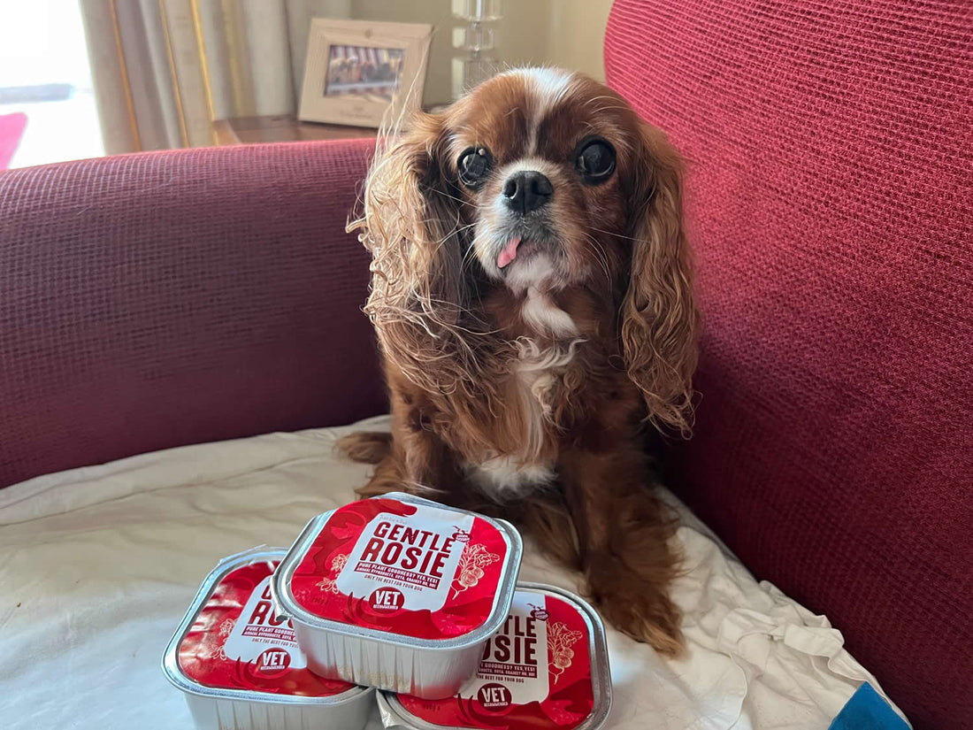 Cavalier King Charles with trays of Gentle Rosie food