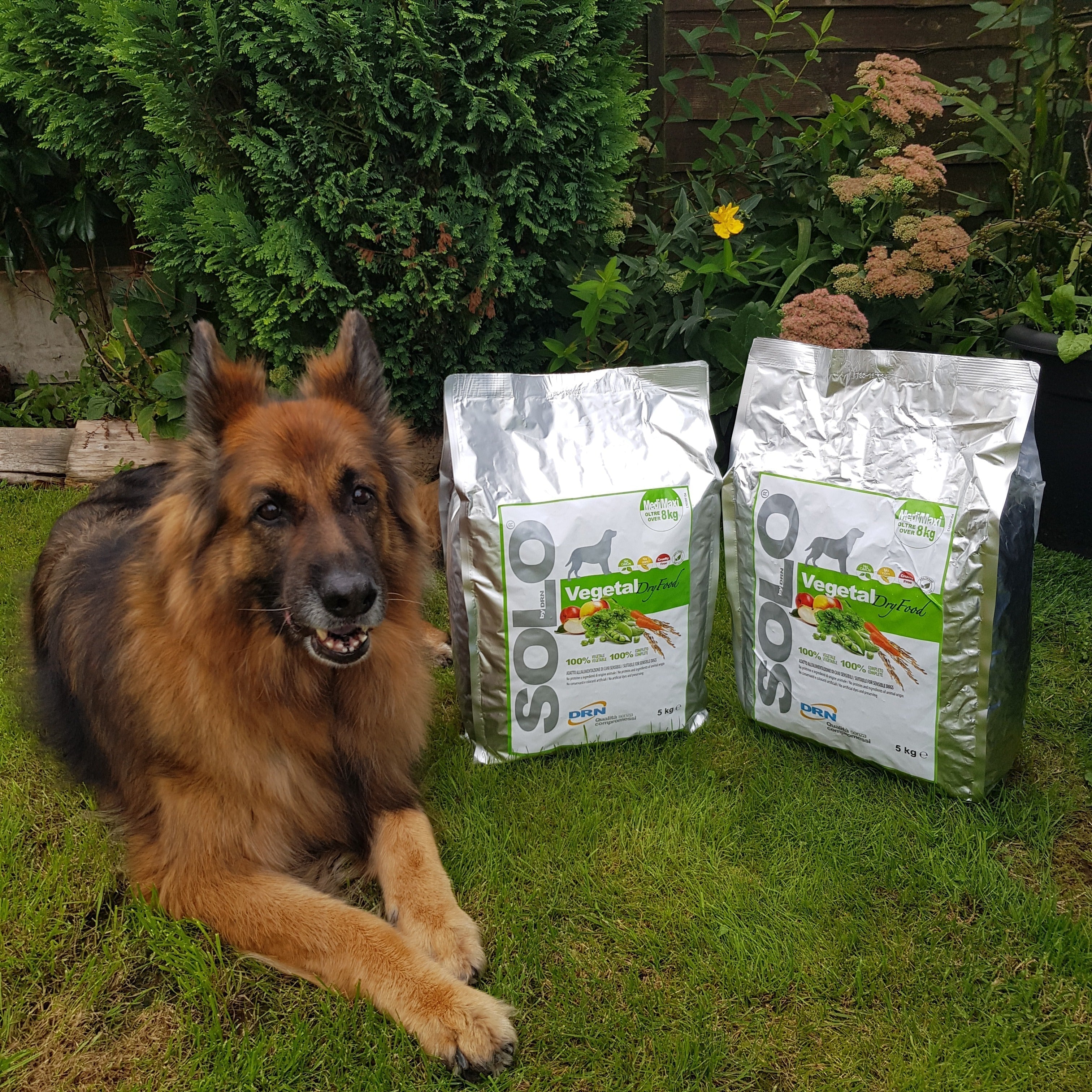 German Shepherd George and Solo Vegetal dry food