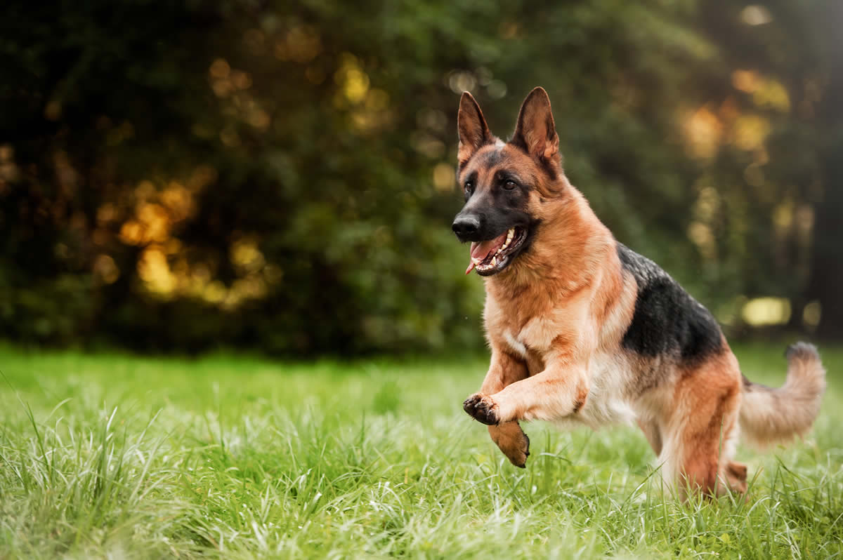 German Shepherd healthy and running thriving on a plant-based diet