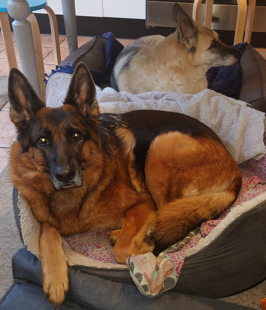 Vegan German Shepherds Eva and Sally in baskets