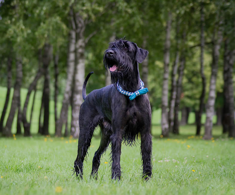 Giant Schnauzer eats plant-based diet and thriving