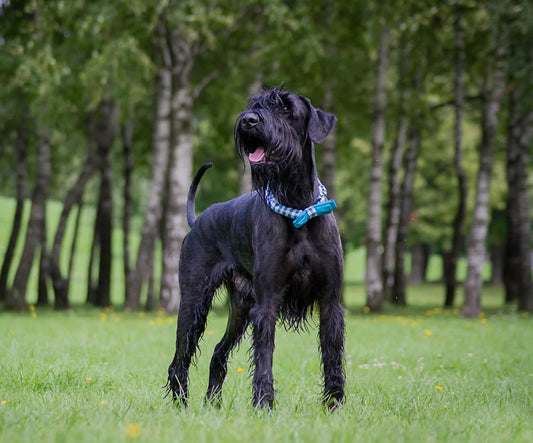 Giant Schnauzer eats plant-based diet and thriving