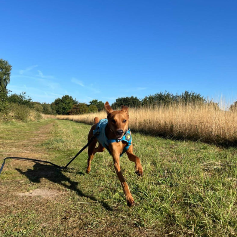 Running Malaysian Rescue Street Dog