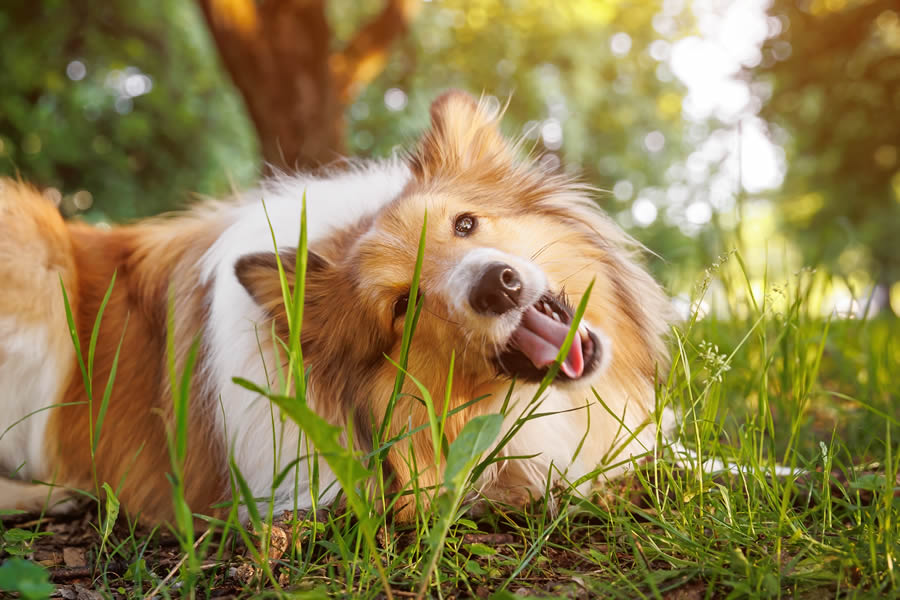 Dog eating grass