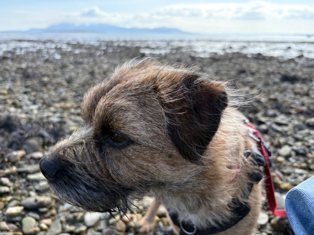 Border Terrier Haggis who eats a vegan diet