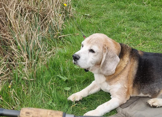 Vegan Beagle Harvey ate Solo Vegetal and passed away peacefully after a healthy life being plant-based