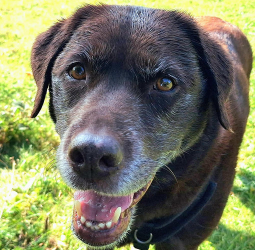 Chocolate brown Labrador who eats a vegan diet instead of Butternut Box