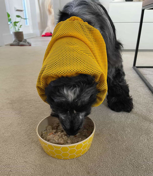 Spaniel Henry eating his vegan dog food with ears tied back to avoid getting them in his food