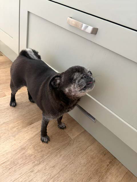 Amazing Success With Holly The Pug!