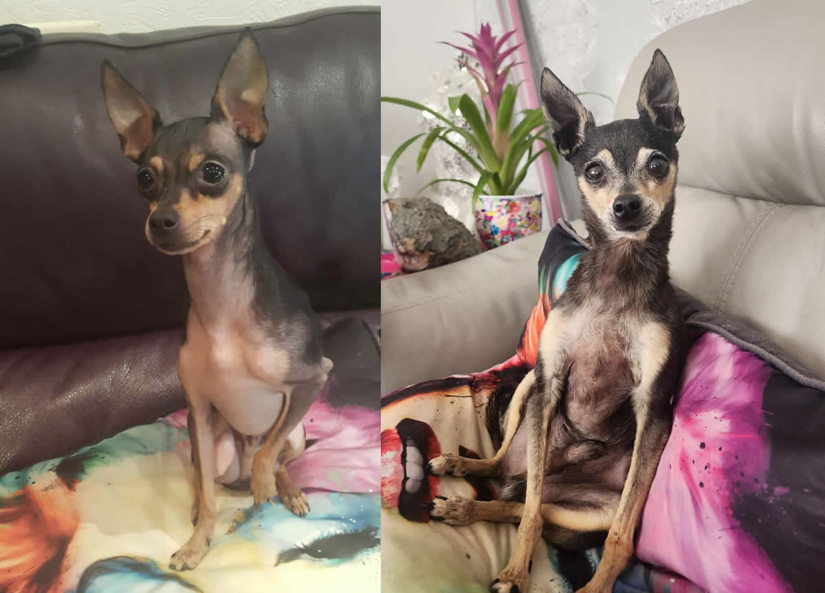 Russian Terrier Iggy before and after Omega 3 Algae oil from bald to beautiful
