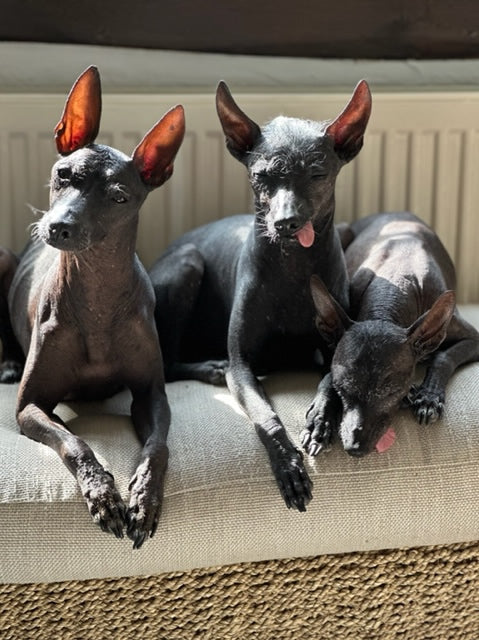 3 Mexican Hairless dogs in a row eat a vegan dog food diet